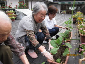 野菜の苗植え－１