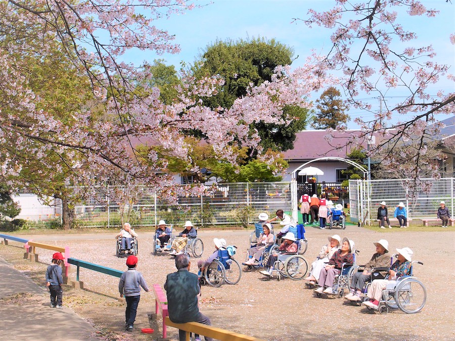 保育園園庭でお花見