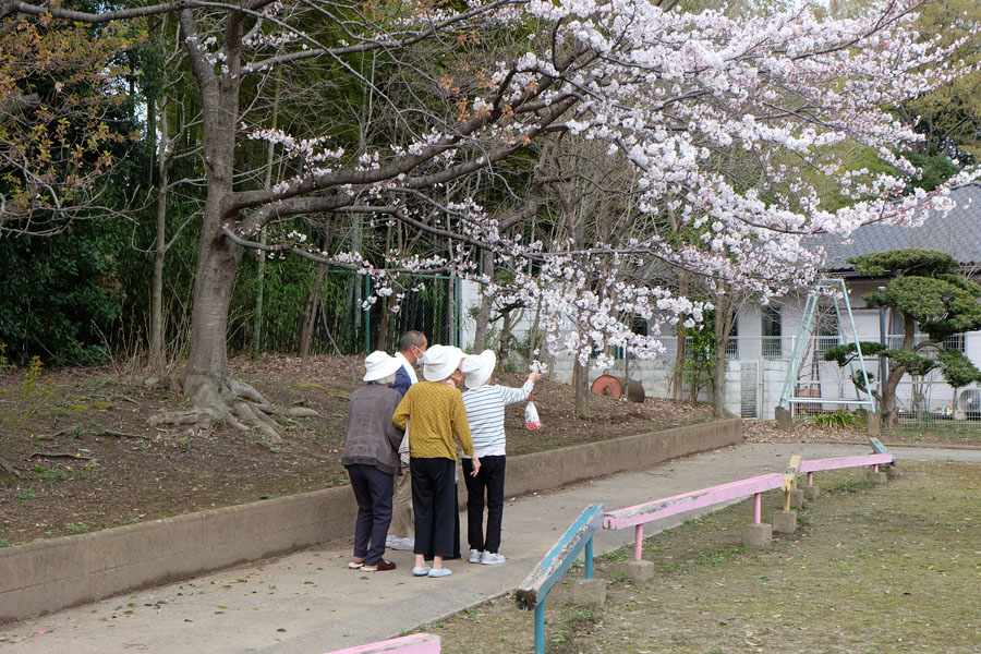 お花見