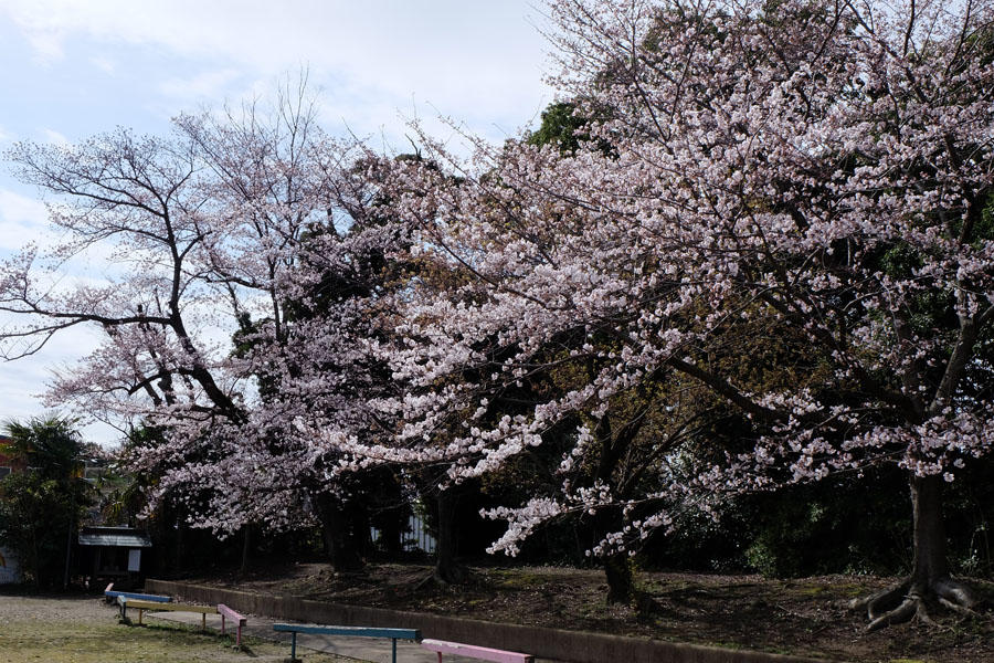 お花見